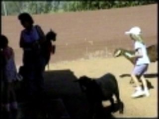 Fight breaks out at the petting zoo