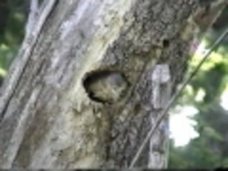 Even birds have to clean house