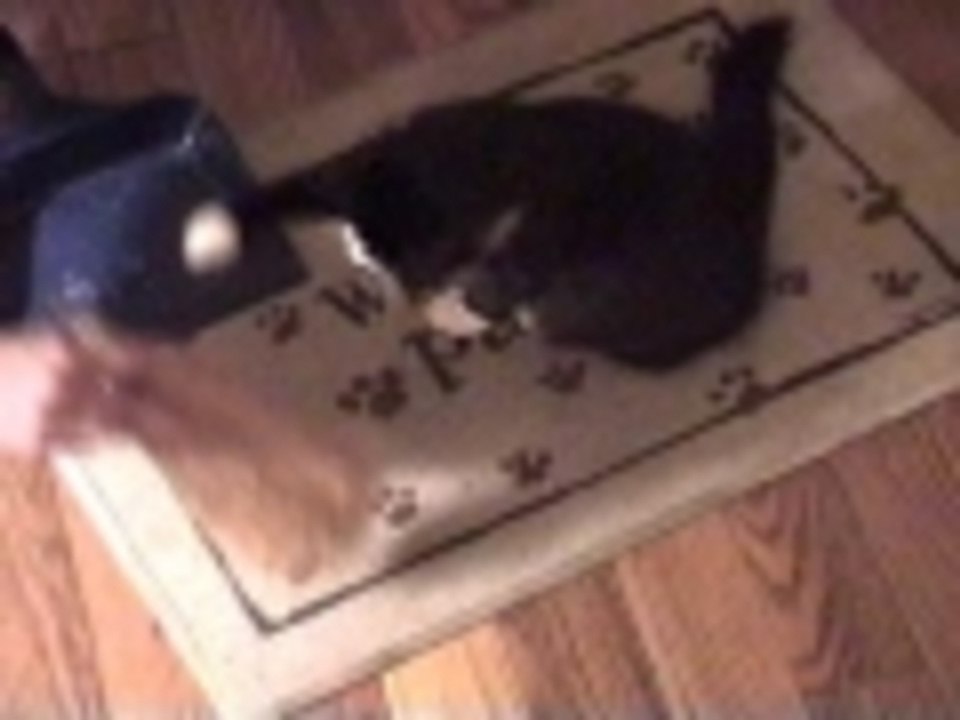Cat loves to clean