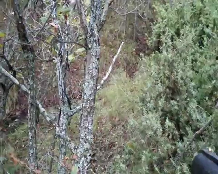 ÇULLUK AVI ..Ulvi ŞAFAK