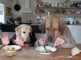 2 chiens mangent dans un restaurant
