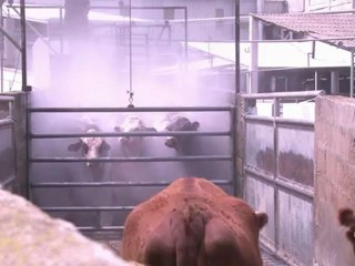 Carne con rostro propio