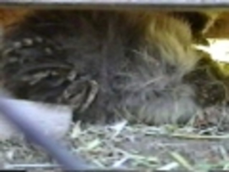 Chicken Lays a Kitten