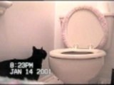 Toilet flushing cat
