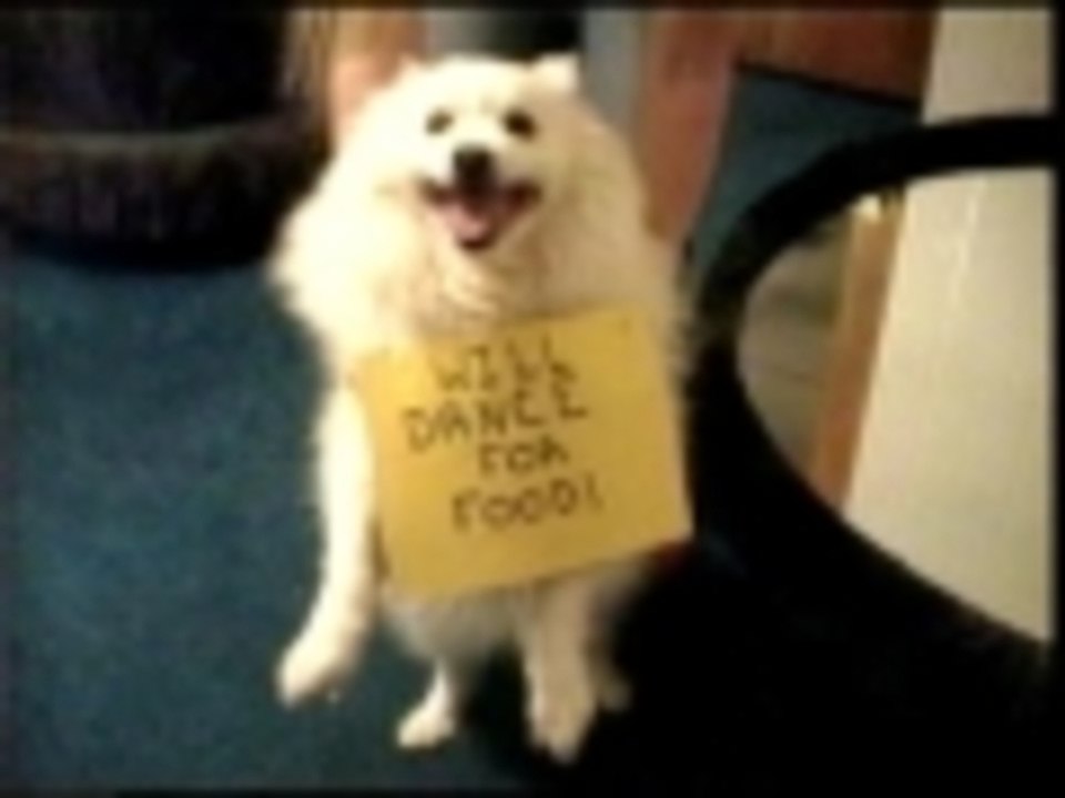 Dog will dance