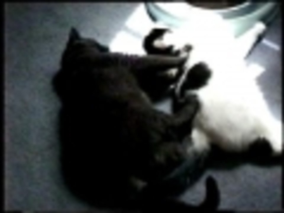 Shiatsu Sheba