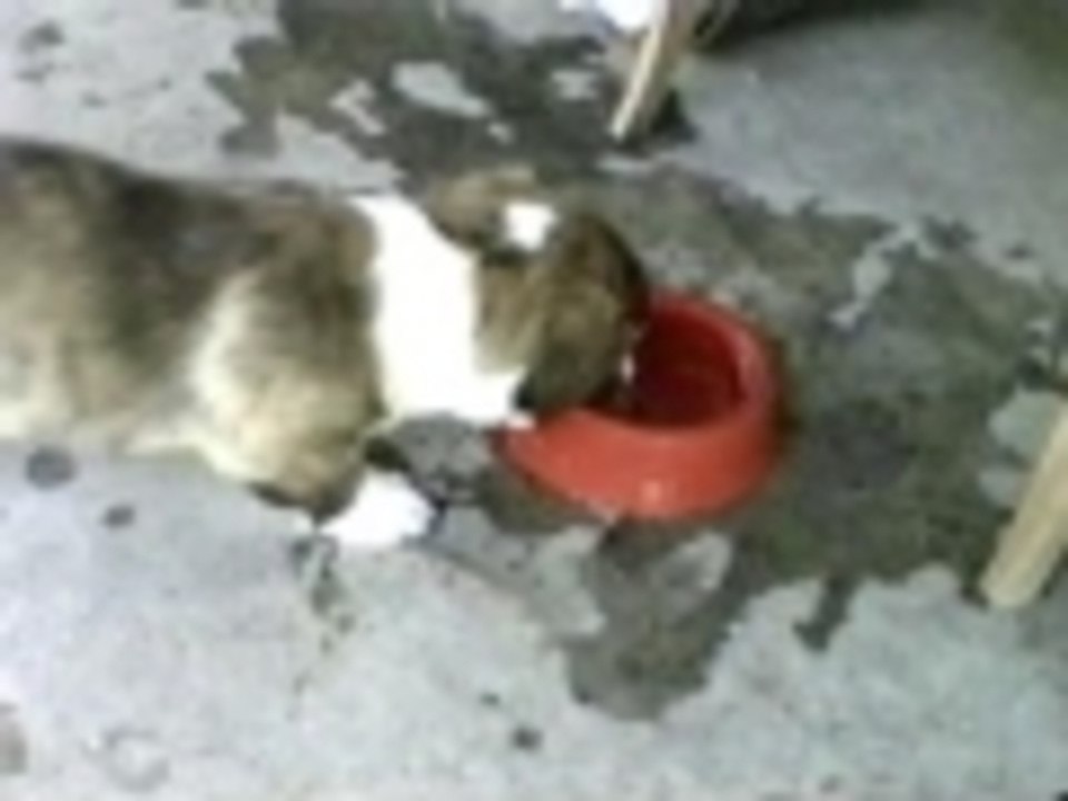 Puppy needs a drink