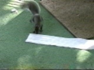 Hey neighbor can you spare some TP?