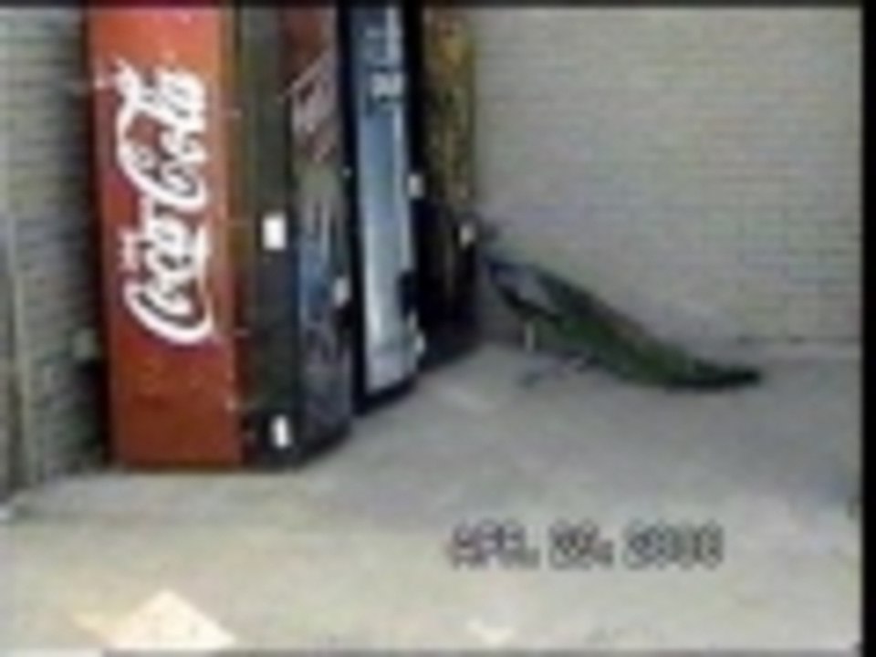 Just give the peacock a dollar