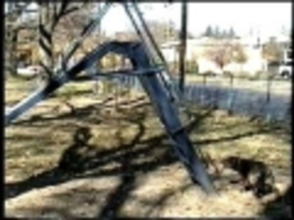 Playground pup