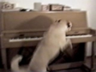 Paws Playing Piano