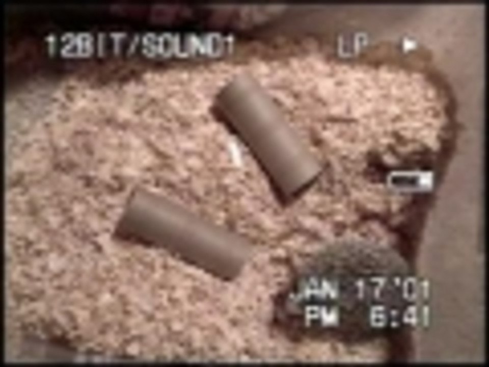 Hedgehog puts his head to it