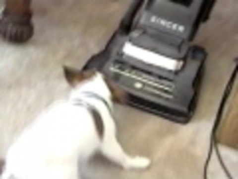 Dog hates cleaning of any kind
