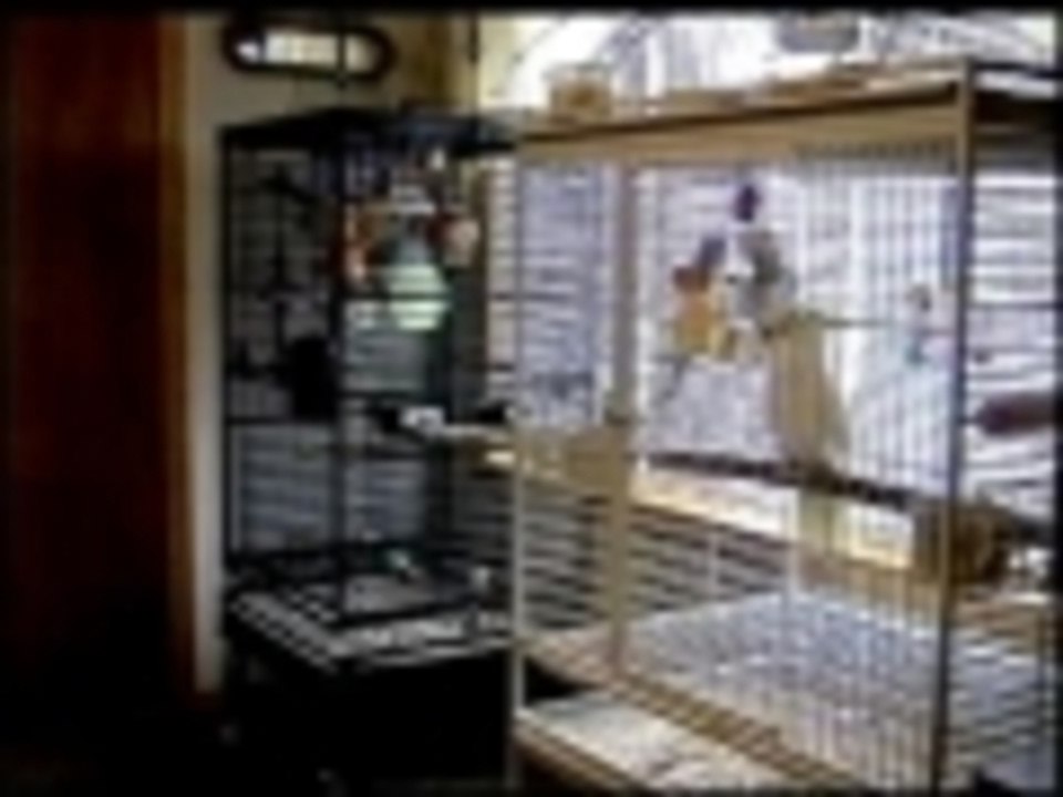 Bad bird