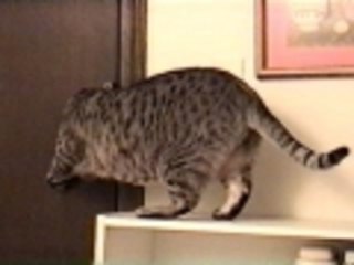 Cat burglar -- literally