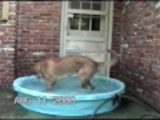 Doggie Water Aerobics