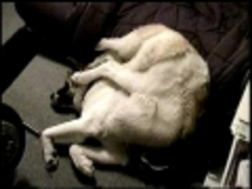 Introducing Tahoe - the contortionist dog