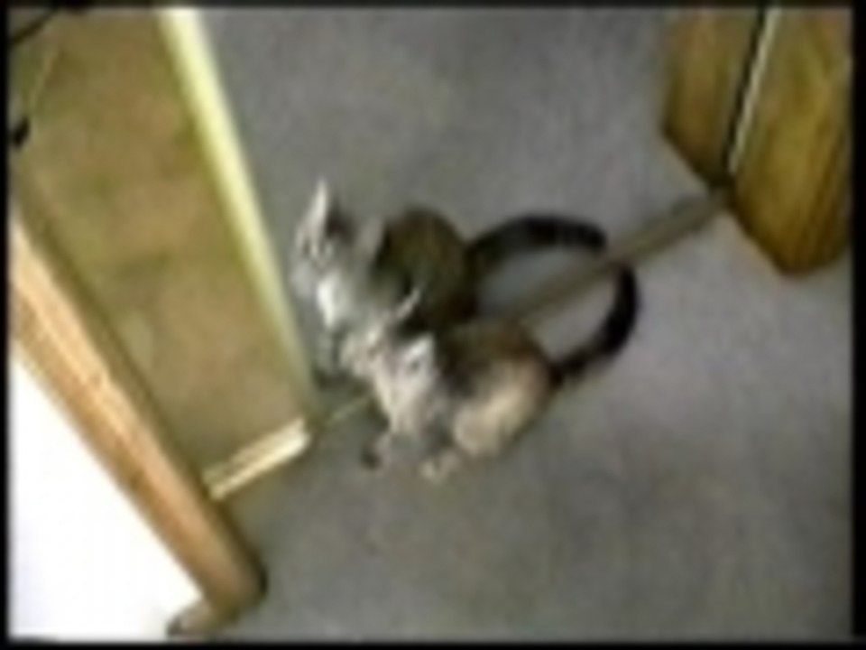 Cat obstacle course