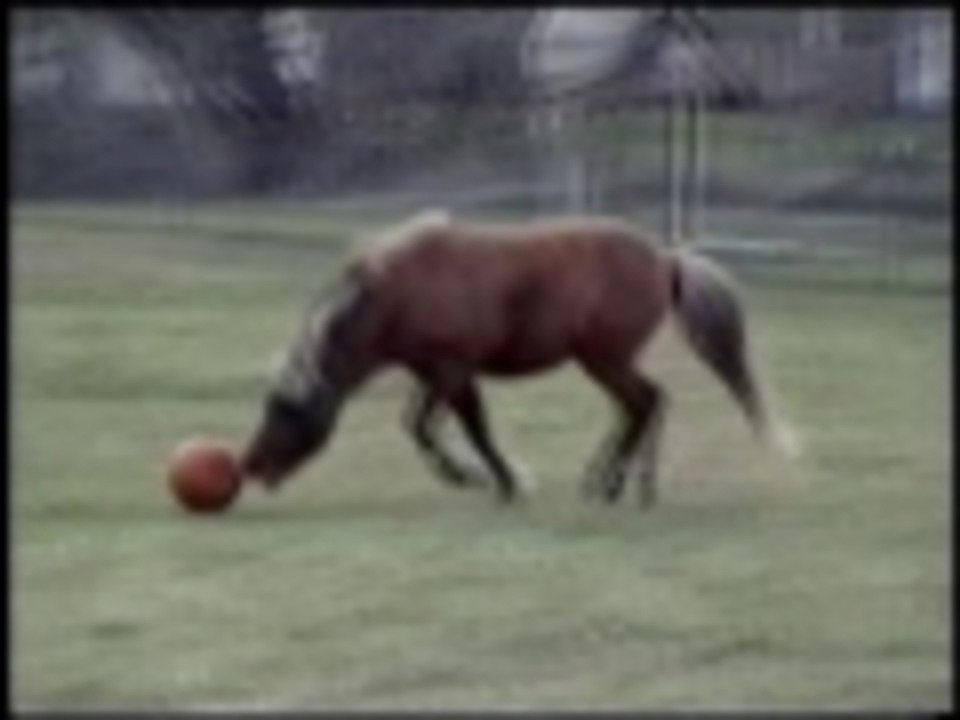 Horse rugby