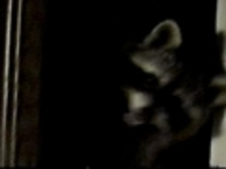Raccoon takes a fall