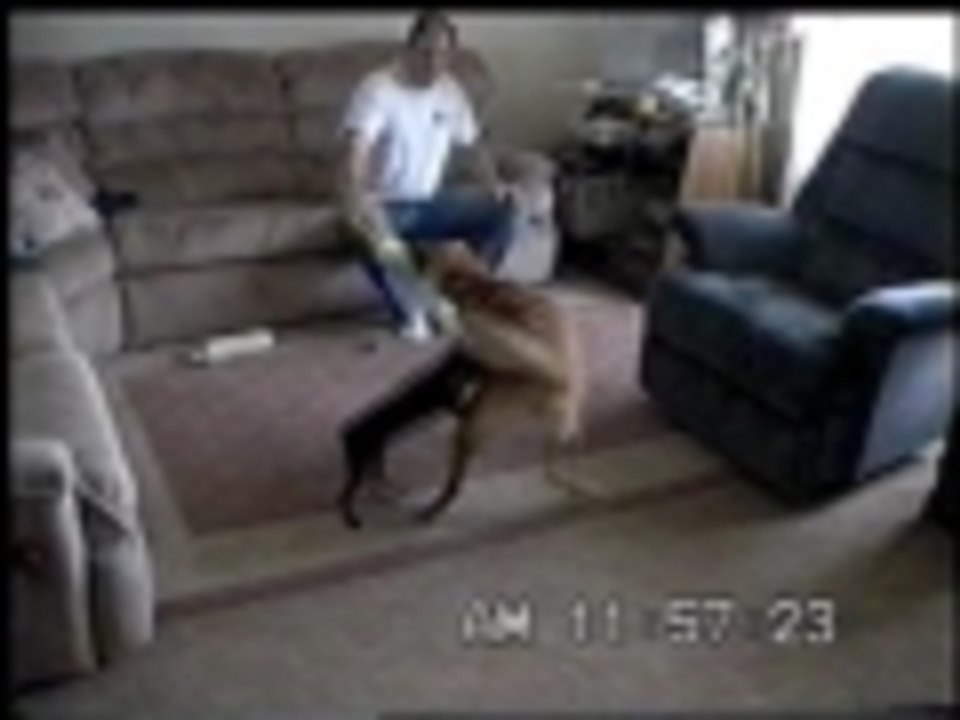 Double Dog tug-o-war