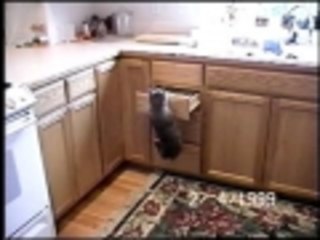 Cat knows where its at