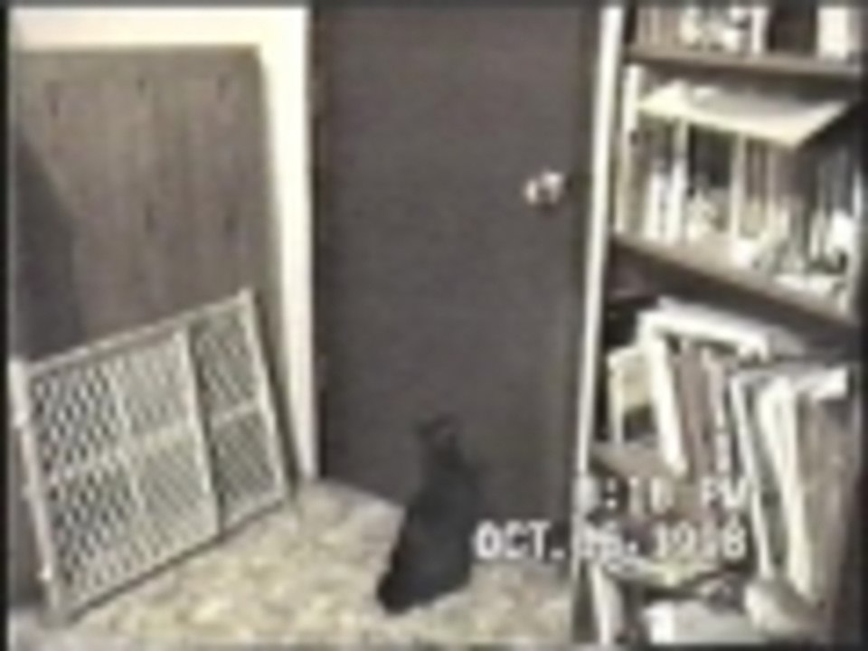 Cat Has a Visitor