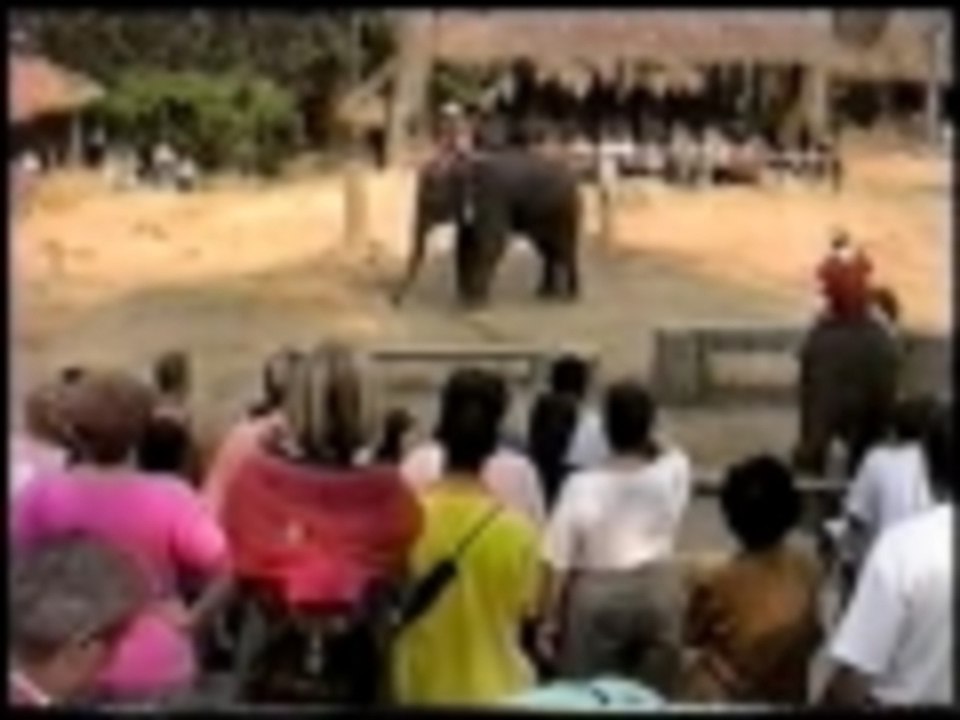 Elephant Soccer