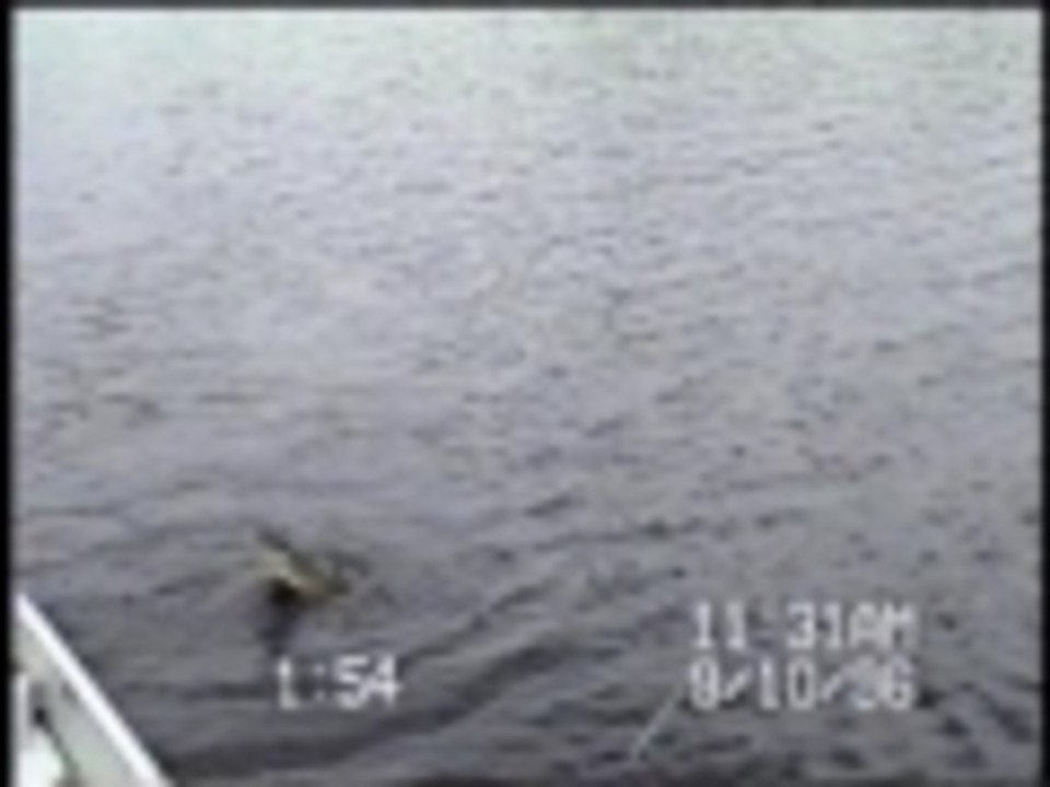 Sneaky Fish