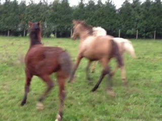 Les petits "C" Troidés : le bonheur est dans le ( changement ) de pré !