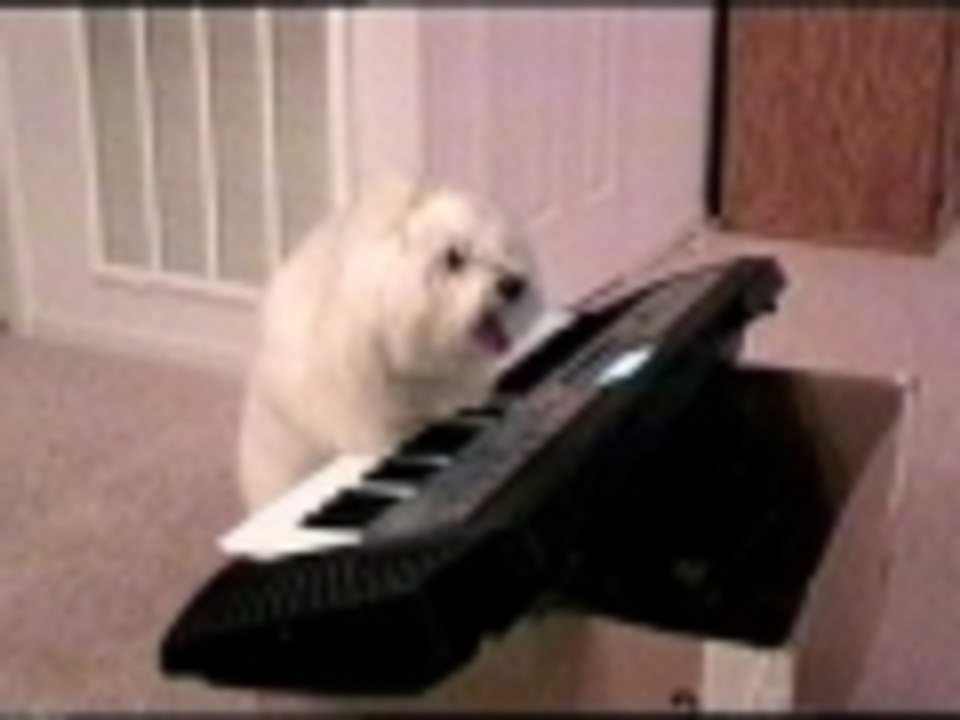 Pup o dile rock