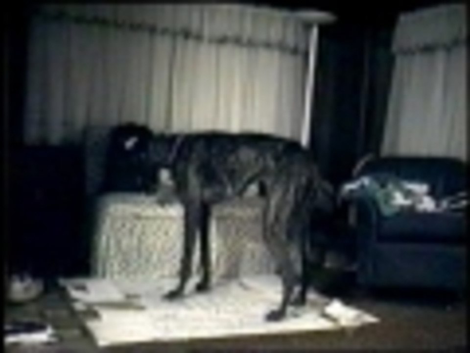 Dance Dance Revolution for dogs
