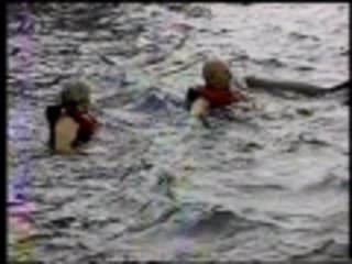 When dolphins attack