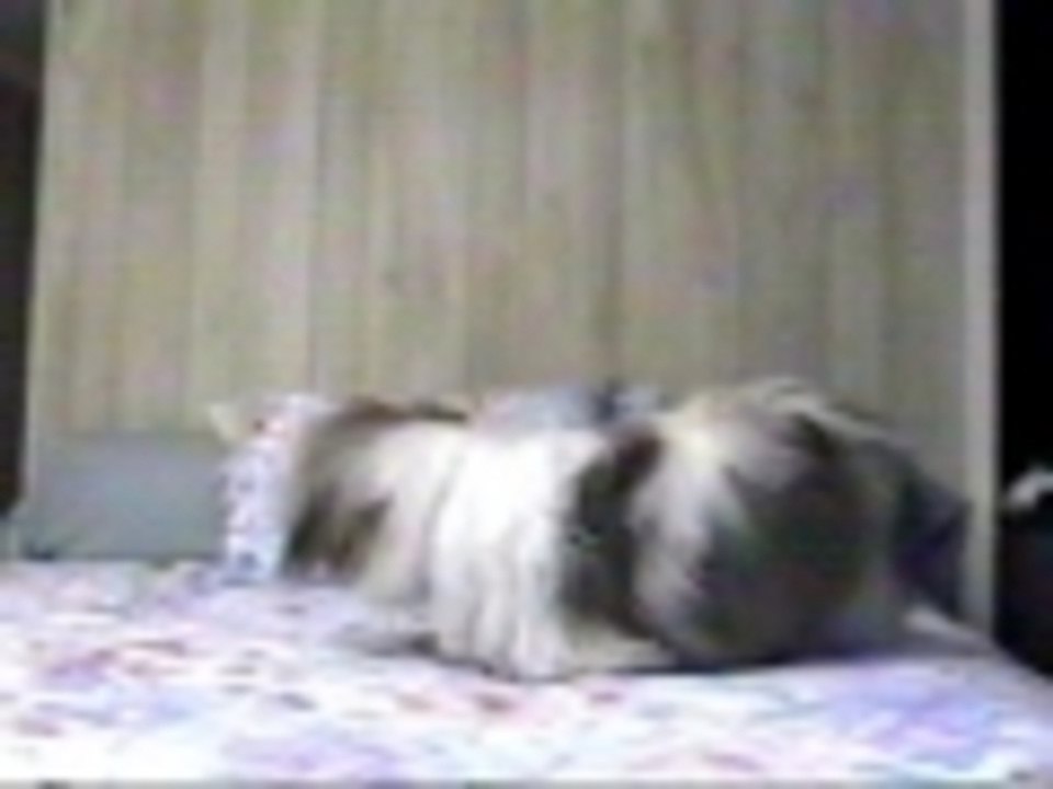Dog Jumps in Bed Head First