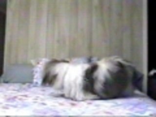 Dog Jumps in Bed Head First