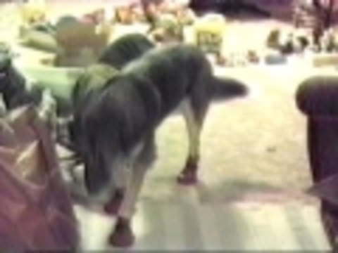 Dog plus booties equals funny walk