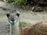 Llama spits at camera
