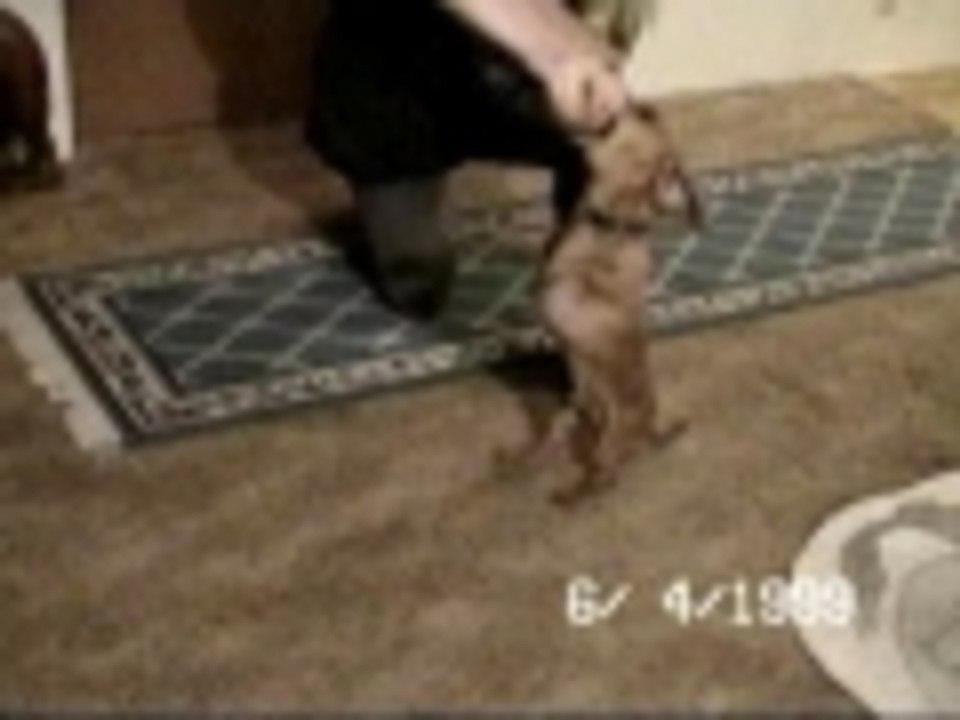 Dachshund tennis ball training