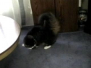 Cat chasing its tail