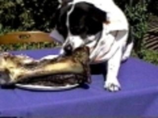 What dogs dream about