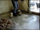 Mopping with dogs