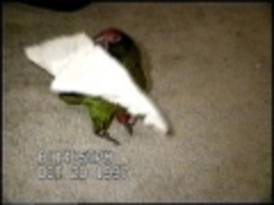 The Sneezing Birdie