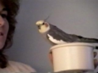 Answer the bird cuz its ringing