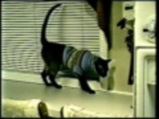 Cat just cant get no respect