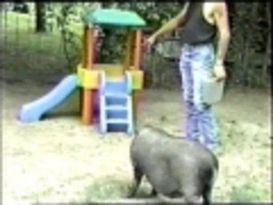 Pig goes down a slide