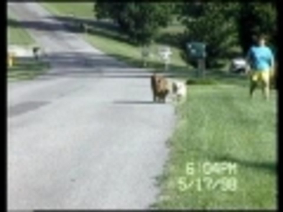 Dogs take each other for a walk