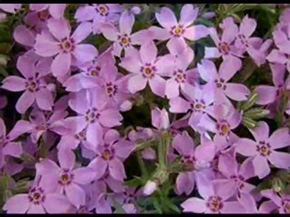 Ay Francisca - Luis Blady Ferro - (Hugo Giménez Agüero)