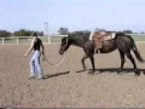 Cat riding high in the saddle