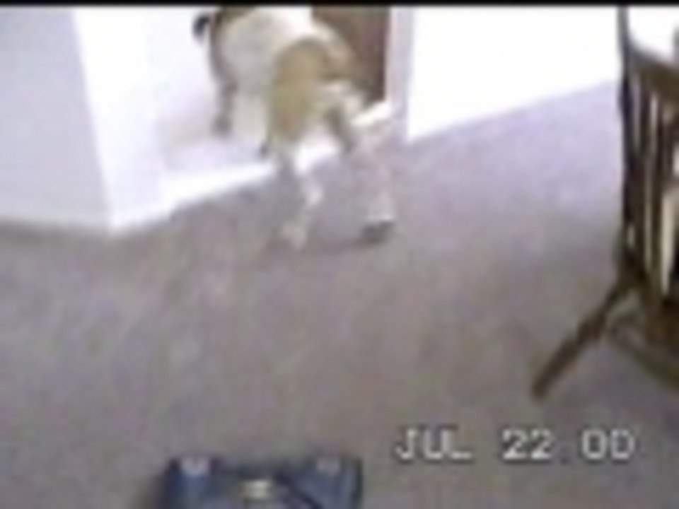 Dog doesnt like the vacuum