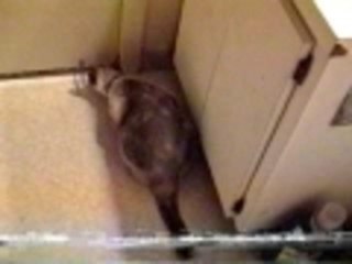 Cat opens the door by itself